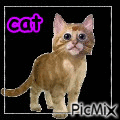 cat - Free animated GIF