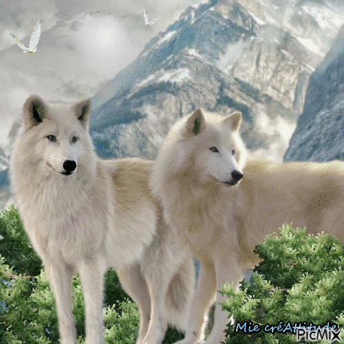 Nos amis les loups - Darmowy animowany GIF