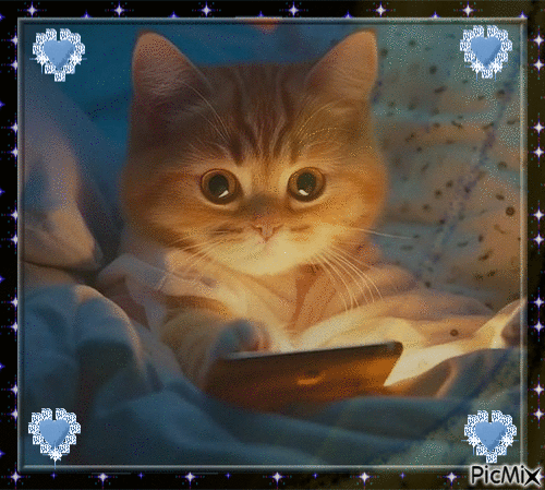 chat dans son lit - Bezmaksas animēts GIF
