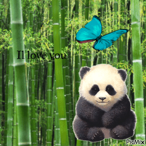 il love panda - Free animated GIF