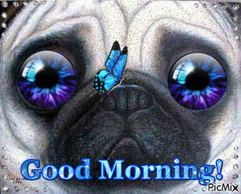 Morning Pug - Free animated GIF