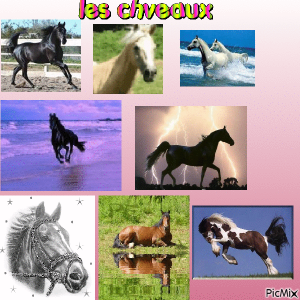 les cheval - Free animated GIF