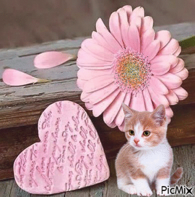 chat coeur et fleur - Free animated GIF