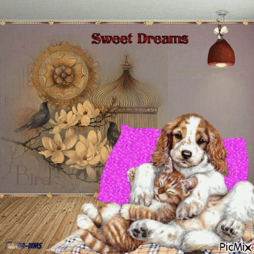 Sweet dreams-night-cats-dogs - Zdarma animovaný GIF