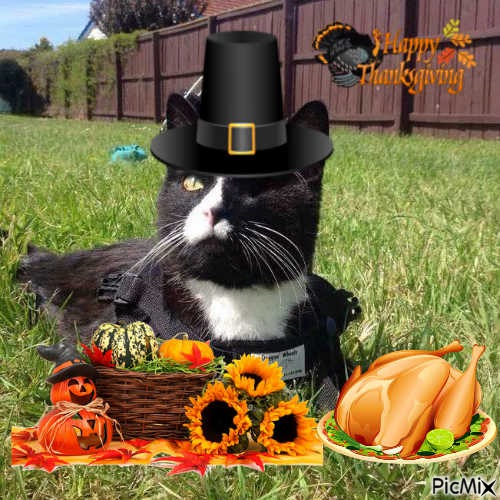 THANKSGIVING BLACKY - Free PNG