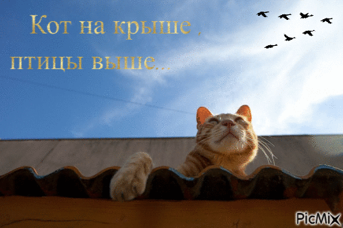 Кот на крыше, птицы выше... - Bezmaksas animēts GIF