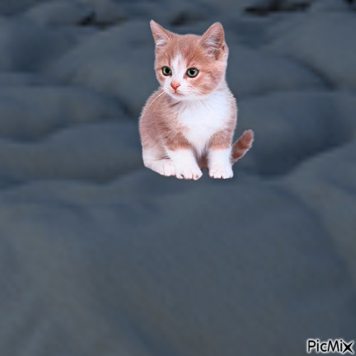 Kitten on bedspread - 無料png