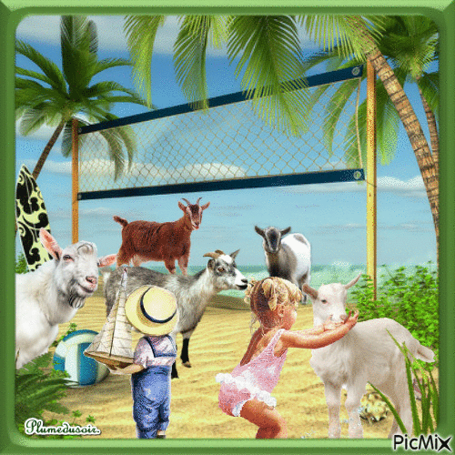Les chèvres à la plage. - Animovaný GIF zadarmo