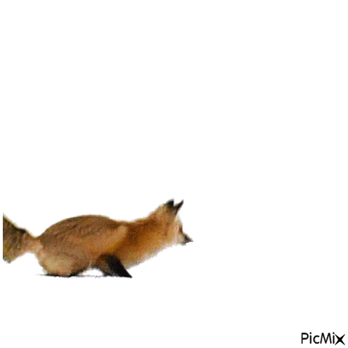hóba ugró róka koma - 無料のアニメーション GIF