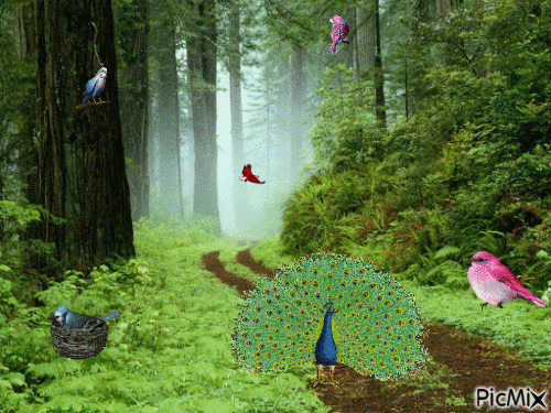 Les oiseaux de la forêt - Безплатен анимиран GIF