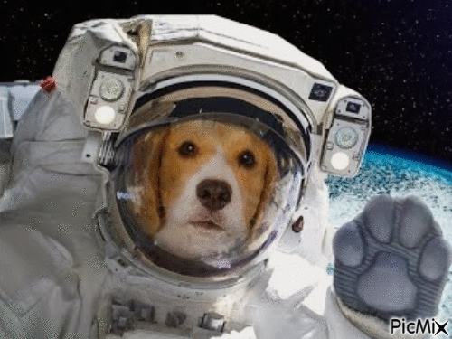 Amazing dog - Darmowy animowany GIF