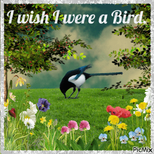 I wish I were a Bird - Бесплатный анимированный гифка