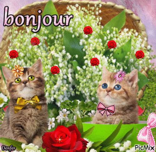 bonjour chat - Безплатен анимиран GIF