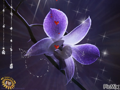 Orchidea viola - Бесплатный анимированный гифка