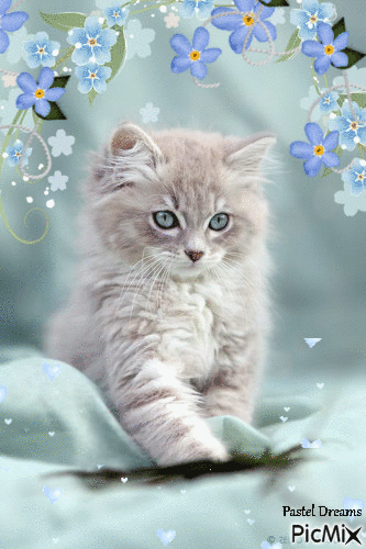Blue Kitty - Ingyenes animált GIF