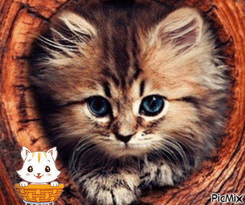 un amour de chaton - Bezmaksas animēts GIF