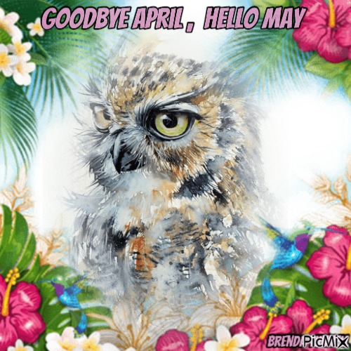 may owl - PNG gratuit