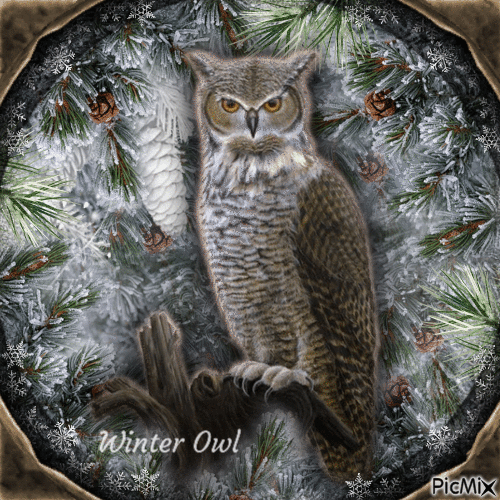 Winter Owl-RM-12-30-22 - Zdarma animovaný GIF