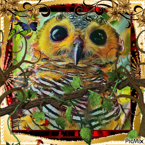 Cute owl love owls - 免费动画 GIF