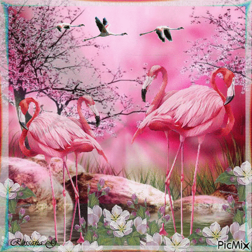 Flamands roses - Free animated GIF