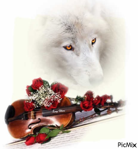 Loup Blanc !! - PNG gratuit