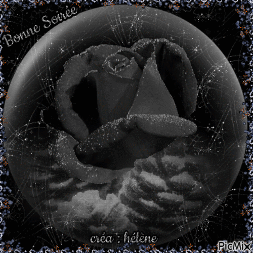 Rose dans une bulle - Tons gris et noirs - Free animated GIF