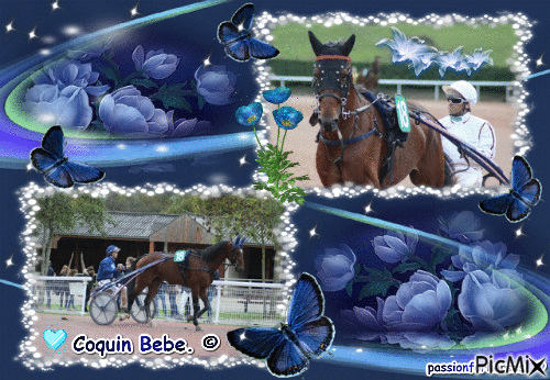 Le champion Coquin Bebe. © - Free animated GIF