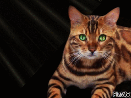 Amazing Cat - Kostenlose animierte GIFs