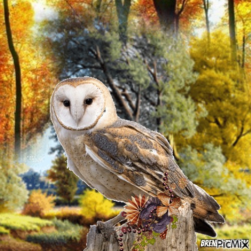 Autumn owl - png ฟรี