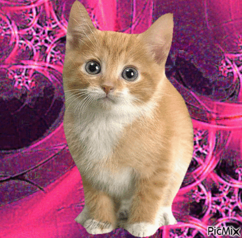 Kitten - Бесплатный анимированный гифка