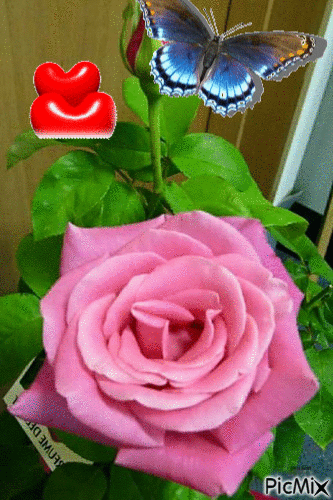 Róża dla CIEBIE - Безплатен анимиран GIF