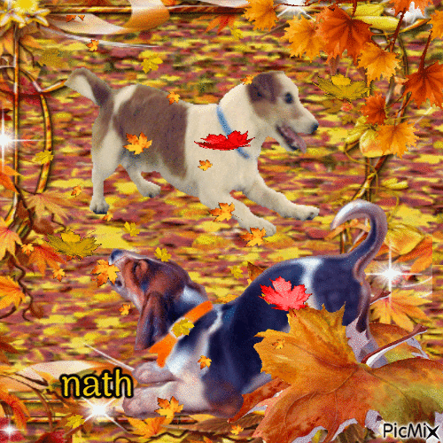 Les chiens qui jouent avec les feuilles, concours - Gratis animerad GIF