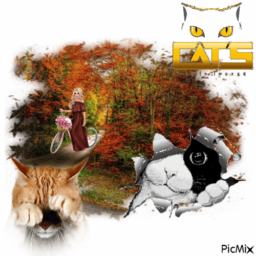 Cats Impact - 無料のアニメーション GIF