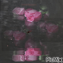 reflet de roses - Free animated GIF