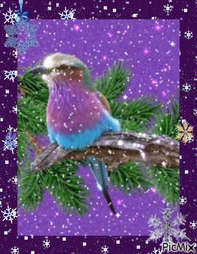 Winter bird - GIF animasi gratis