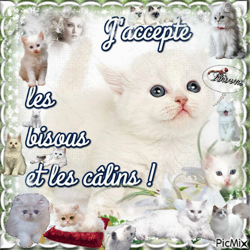 chat alors  cest le weekend gros bisous - Δωρεάν κινούμενο GIF