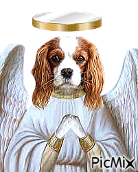 Dog angel - GIF animé gratuit