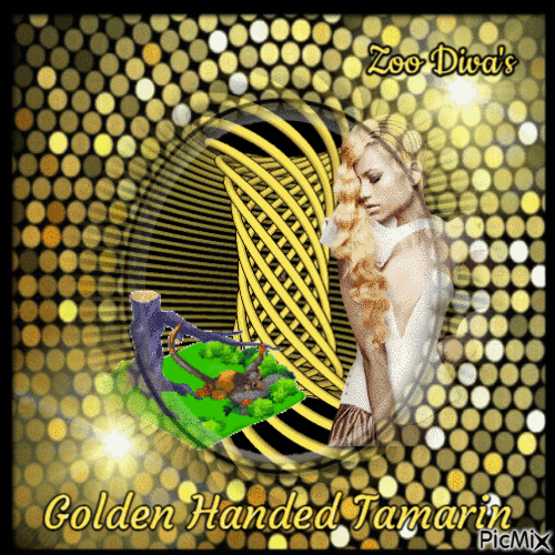 Golden Handed Tamarin - GIF animé gratuit
