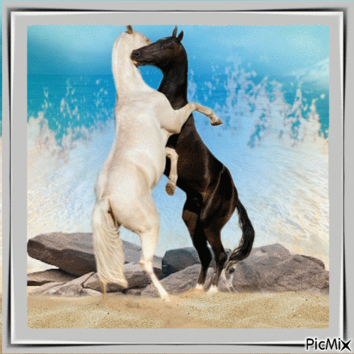 Pferde an der Meeresküste - Animovaný GIF zadarmo