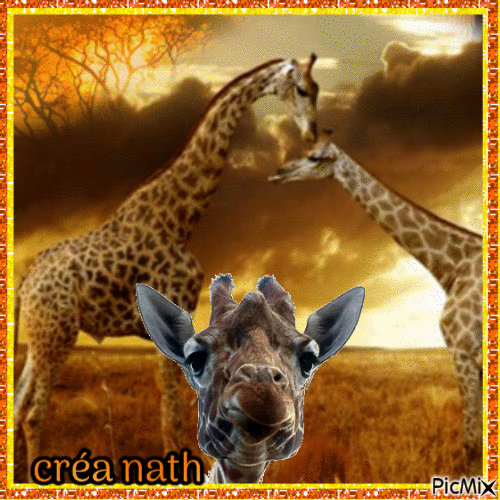 Girafes, concours - Free animated GIF