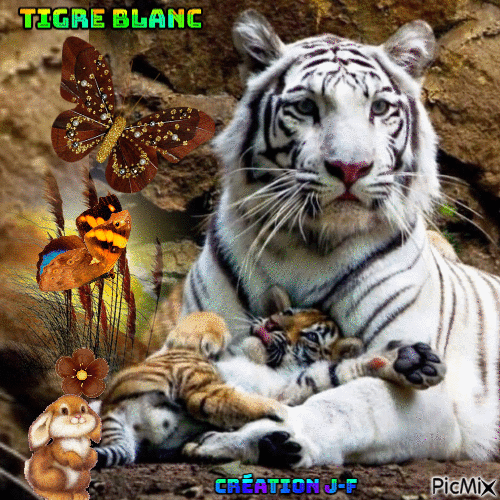 tigre blanc - 無料のアニメーション GIF