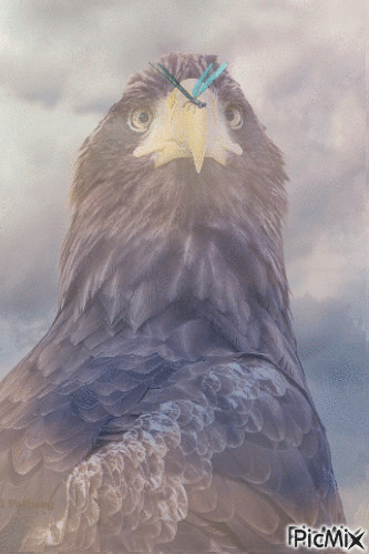 vultur - GIF animado grátis