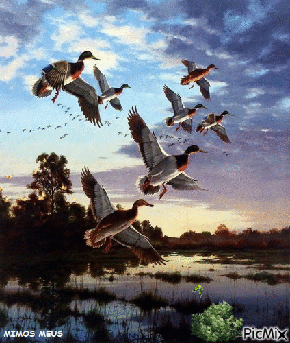 Pássaros no lago - GIF เคลื่อนไหวฟรี