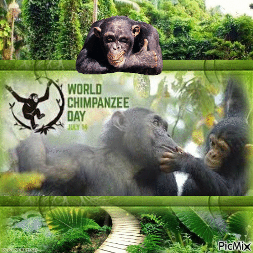 World Chimpanzee Day - Бесплатный анимированный гифка