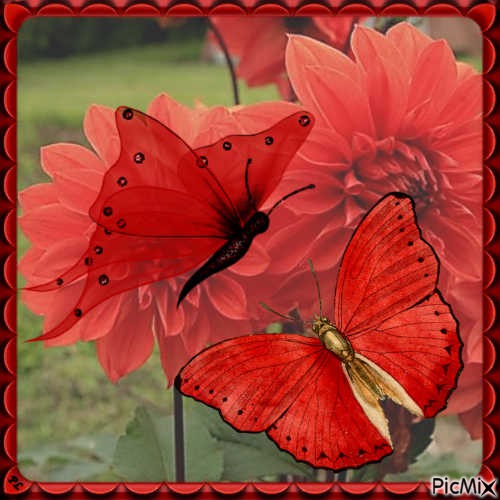 Papillon rouge - Contest - gratis png
