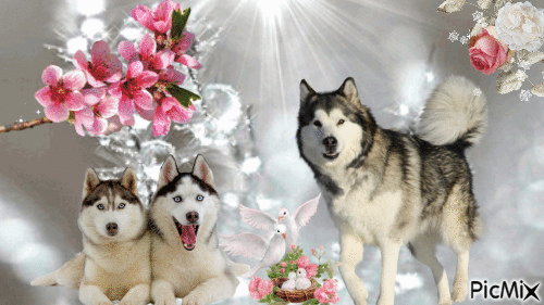 chiens nordiques - Безплатен анимиран GIF