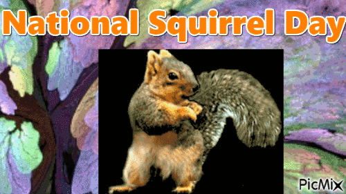 National Squirrel Day - Bezmaksas animēts GIF