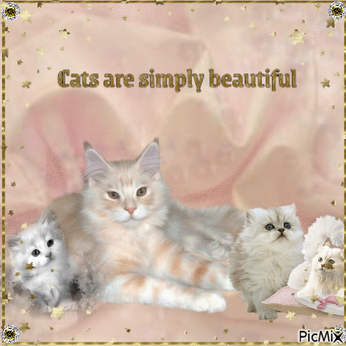 Cats are simply beautiful - GIF animado grátis
