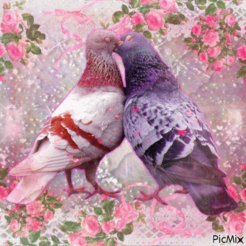 Pigeons in Love - Free animated GIF