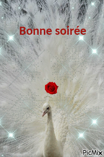 bONNE SOIRÉE - GIF animé gratuit